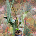 Alocasia zebrina 'Tigrina Superba' - Sprouts of Bristol