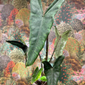 Alocasia zebrina 'Tigrina Superba' - Sprouts of Bristol