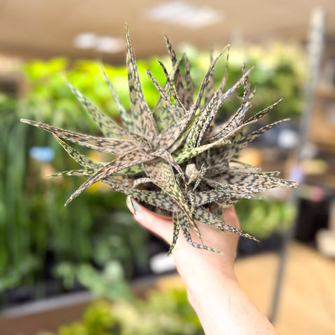 Aloe somaliensis - Sprouts of Bristol