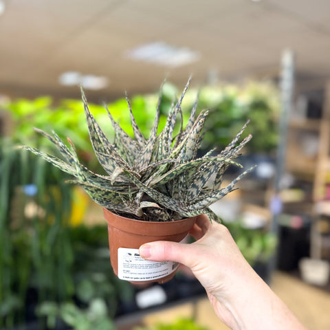 Aloe somaliensis - Sprouts of Bristol