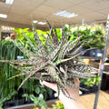 Aloe somaliensis - Sprouts of Bristol