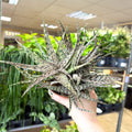 Aloe somaliensis - Sprouts of Bristol