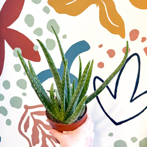 Aloe vera - Sprouts of Bristol