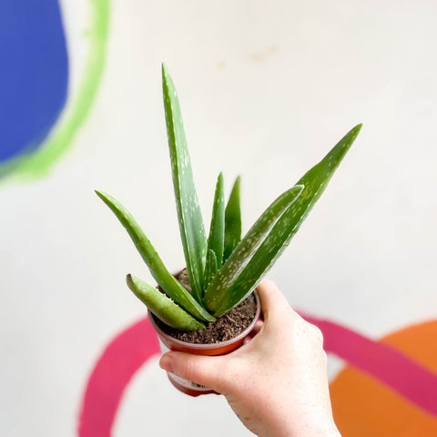 Aloe vera - Sprouts of Bristol