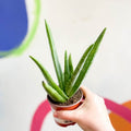 Aloe vera - Sprouts of Bristol