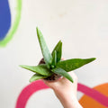 Aloe vera - Sprouts of Bristol