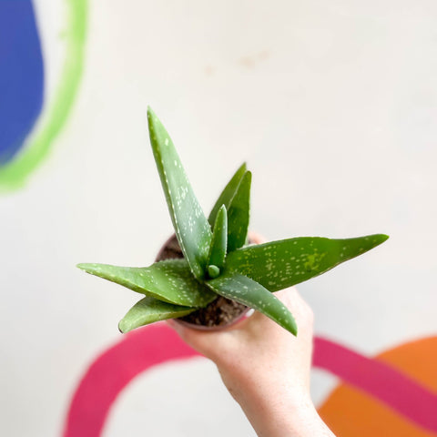 Aloe vera - Sprouts of Bristol