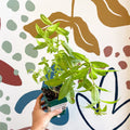 Aloysia citrodora - Lemon Verbena - Cotswolds Grown Culinary Herbs - Sprouts of Bristol