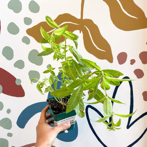 Aloysia citrodora - Lemon Verbena - Cotswolds Grown Culinary Herbs - Sprouts of Bristol