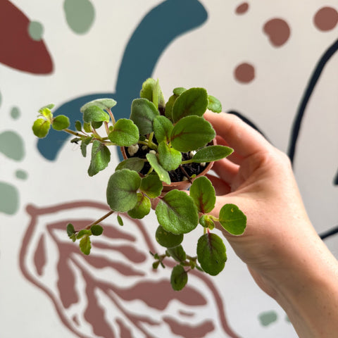Alsobia dianthiflora - Lace Flower - Welsh Grown - Sprouts of Bristol