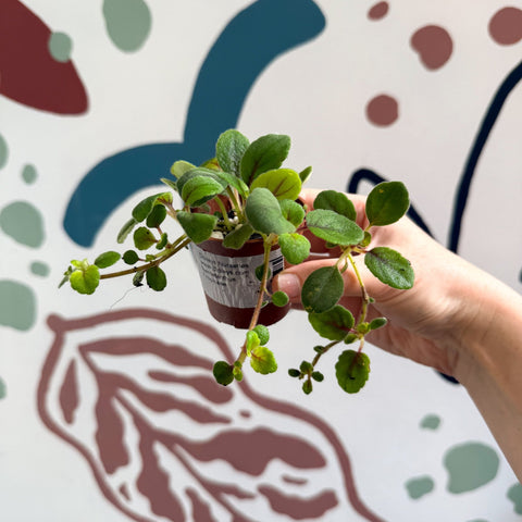 Alsobia dianthiflora - Lace Flower - Welsh Grown - Sprouts of Bristol