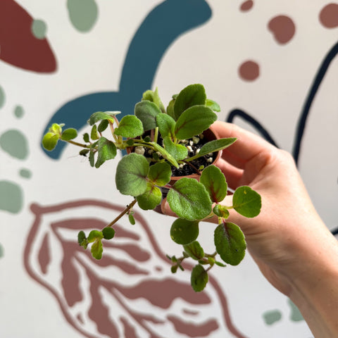 Alsobia dianthiflora - Lace Flower - Welsh Grown - Sprouts of Bristol