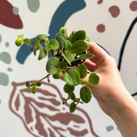 Alsobia dianthiflora - Lace Flower - Welsh Grown - Sprouts of Bristol