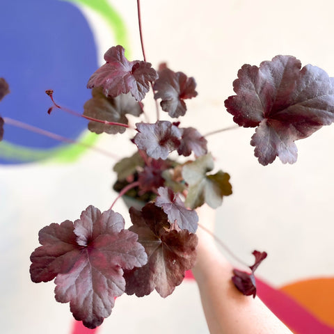 Alum Root - Heuchera 'Obsidian' - Cotswold Grown Perennial - Sprouts of Bristol