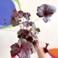 Alum Root - Heuchera 'Obsidian' - Cotswold Grown Perennial - Sprouts of Bristol