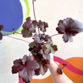 Alum Root - Heuchera 'Obsidian' - Cotswold Grown Perennial - Sprouts of Bristol