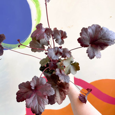Alum Root - Heuchera 'Obsidian' - Cotswold Grown Perennial - Sprouts of Bristol