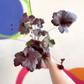 Alum Root - Heuchera 'Obsidian' - Cotswold Grown Perennial - Sprouts of Bristol