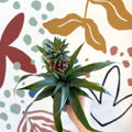 Ananas comosus 'Rosita' - Pineapple Plant - Sprouts of Bristol