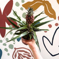 Ananas comosus 'Rosita' - Rose Pineapple Plant - Sprouts of Bristol