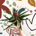Ananas comosus 'Rosita' - Rose Pineapple Plant - Sprouts of Bristol