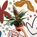 Ananas comosus 'Rosita' - Rose Pineapple Plant - Sprouts of Bristol