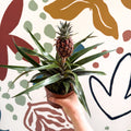 Ananas comosus 'Rosita' - Rose Pineapple Plant - Sprouts of Bristol