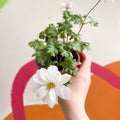 Anemone hupehensis 'Blanda White' - West Country Grown Perennial - Sprouts of Bristol