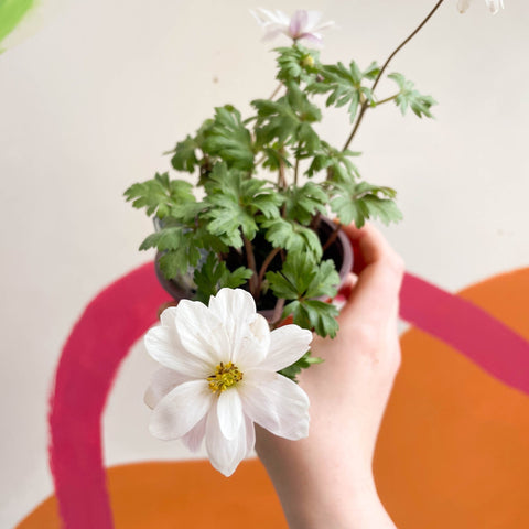 Anemone hupehensis 'Blanda White' - West Country Grown Perennial - Sprouts of Bristol