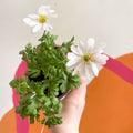Anemone hupehensis 'Blanda White' - West Country Grown Perennial - Sprouts of Bristol