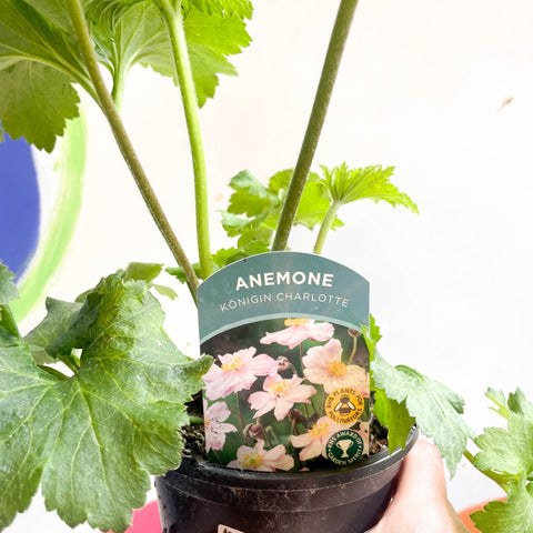 Anemone x hybrida 'Konigin Charlotte' - British Grown Herbaceous Perennial - Sprouts of Bristol