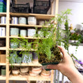 Anethum graveolens - Dill - British Grown Culinary Herb - Sprouts of Bristol