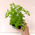 Anthriscus cerefolium - Chervil - British Grown Culinary Herb - Sprouts of Bristol