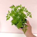 Anthriscus cerefolium - Chervil - British Grown Culinary Herb - Sprouts of Bristol