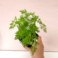 Anthriscus cerefolium - Chervil - British Grown Culinary Herb - Sprouts of Bristol