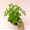 Anthriscus cerefolium - Chervil - British Grown Culinary Herb - Sprouts of Bristol