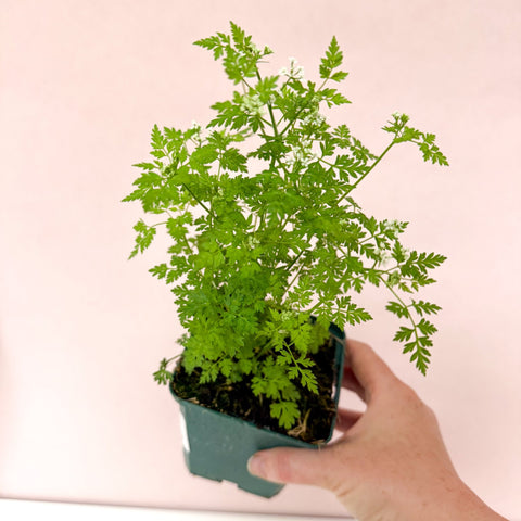 Anthriscus cerefolium - Chervil - British Grown Culinary Herb - Sprouts of Bristol