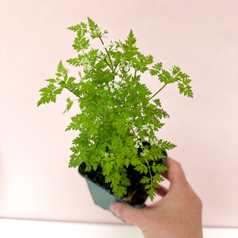 Anthriscus cerefolium - Chervil - British Grown Culinary Herb - Sprouts of Bristol