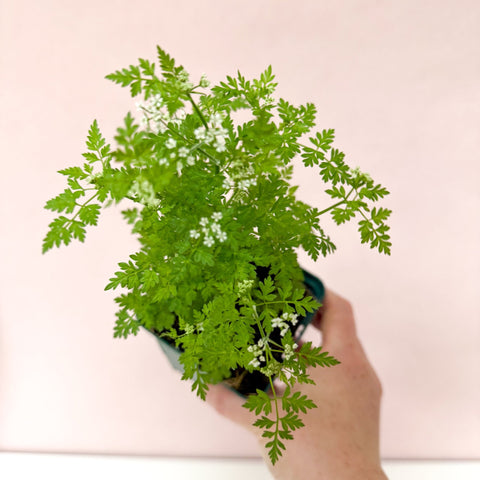 Anthriscus cerefolium - Chervil - British Grown Culinary Herb - Sprouts of Bristol