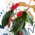 Anthurium andraeanum 'Arebo' - Red Flamingo Flower - Sprouts of Bristol