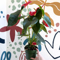 Anthurium andraeanum 'Arebo' - Red Flamingo Flower - Sprouts of Bristol