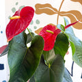 Anthurium andraeanum 'Arebo' - Red Flamingo Flower - Sprouts of Bristol