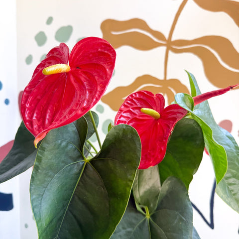 Anthurium andraeanum 'Arebo' - Red Flamingo Flower - Sprouts of Bristol
