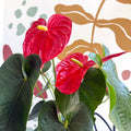 Anthurium andraeanum 'Arebo' - Red Flamingo Flower - Sprouts of Bristol