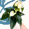 Anthurium andraeanum 'Cocos' - White Flamingo Flower - Sprouts of Bristol
