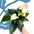 Anthurium andraeanum 'Cocos' - White Flamingo Flower - Sprouts of Bristol