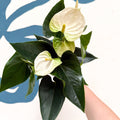 Anthurium andraeanum 'Cocos' - White Flamingo Flower - Sprouts of Bristol