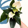 Anthurium andraeanum 'Cocos' - White Flamingo Flower - Sprouts of Bristol