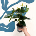 Anthurium andraeanum 'Cocos' - White Flamingo Flower - Sprouts of Bristol