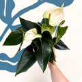 Anthurium andraeanum 'Cocos' - White Flamingo Flower - Sprouts of Bristol